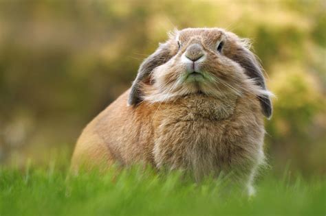 Rabbit Wallpaper,HD Animals Wallpapers,4k Wallpapers,Images,Backgrounds,Photos and Pictures