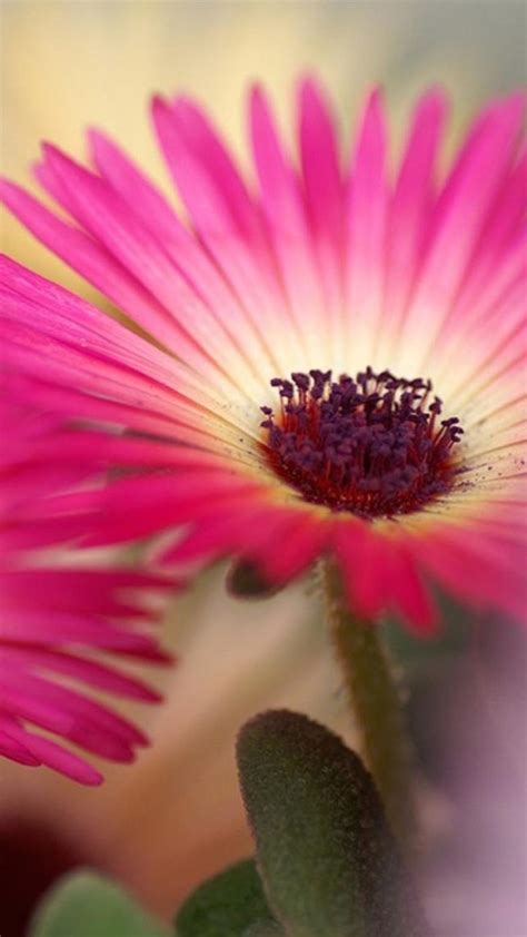 Pink Daisy Flower Macro Iphone 8 Wallpaper Download - Iphone Hd Flowers Wallpaper For Mobile ...