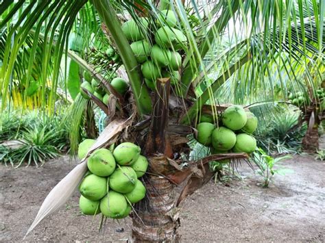 Keistimewaan Kelapa Pandan, Sedap Diminum Dan Lumayan Jika Ditanam - Sembang Maniac