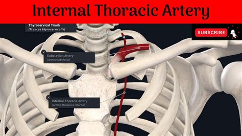 Internal Thoracic Artery | Origin | Termination | Branches | Clinical ...