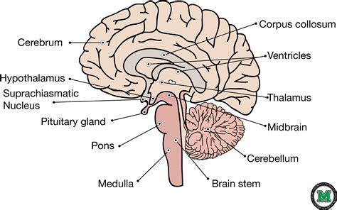 Download HD Sagittal View Of The Human Brain - Labeled Sagittal Brain ...