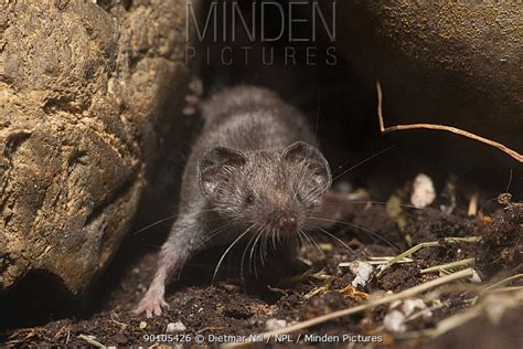 Minden Pictures - Etruscan shrew (Suncus etruscus) emerging from behind rock, Southern Europe ...