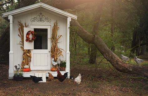 Stylish Chicken Coops For Backyard Chickens » Read Now!