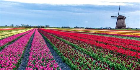 Pictures Of Tulip Fields In The Netherlands - PictureMeta