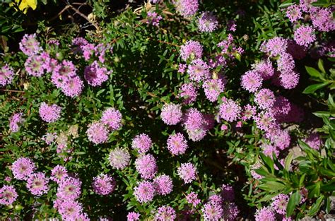 Pimelea ferruginea, Cape Naturaliste, Western Australia | Flickr