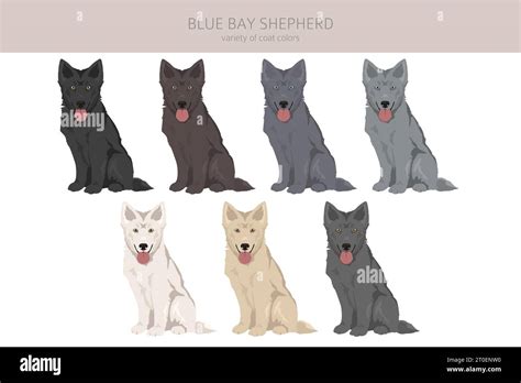 Blue Bay Shepherd clipart. Blue Shepherd wolf dog mix. Different coat ...