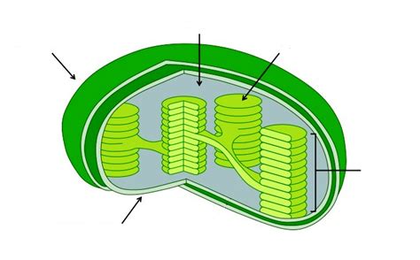 Chloroplast Diagram Diagram | Quizlet