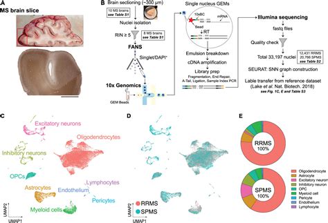 Frontiers | Single-Nucleus RNA-seq of Normal-Appearing Brain Regions in ...