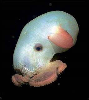 The Dumbo Octopus: What Dumbo Octopusses Eat