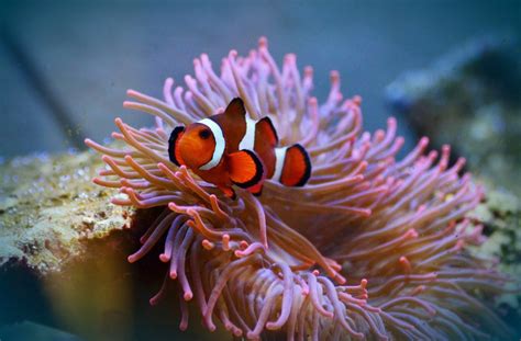 Free Images : flower, flora, coral reef, invertebrate, macro ...