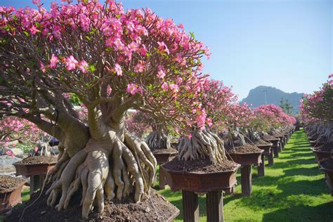 Adenium Garden