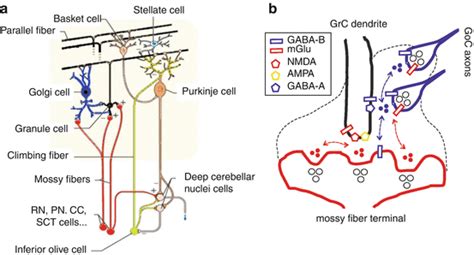 Cerebellar Granule Cell | SpringerLink