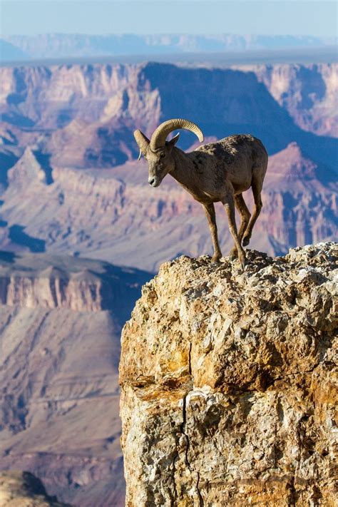 Outstanding View Desert Big Horn Ram Grand Canyon National Park Arizona James Marvin Phelps ...