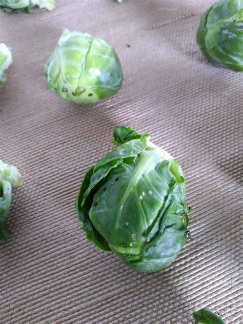 When are Brussels Sprouts in Season? - Eat Like No One Else