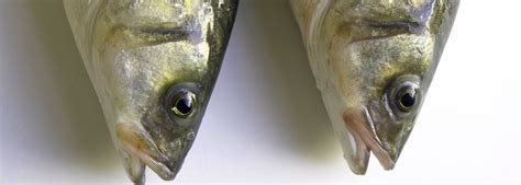 Gilt-head sea bream | Foods and Wines from Spain