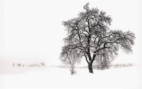 Winter Tree Mac Wallpaper Download | AllMacWallpaper