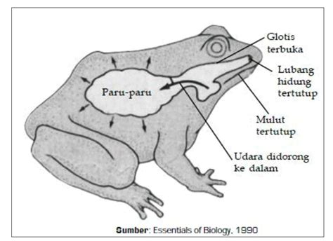 Sistem Pernapasan (respirasi) pada Amfibi : Katak