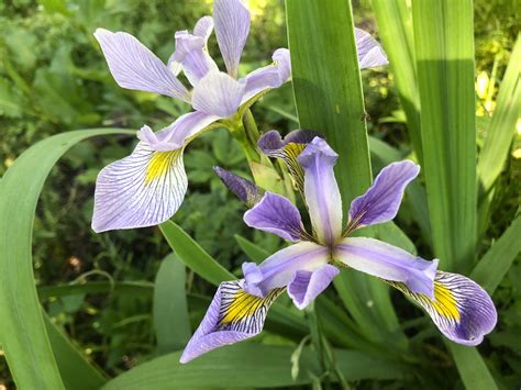 Wisconsin Wildflower | Blue Flag Iris | Iris versicolor