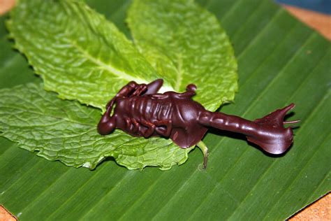 Chocolate-Covered Scorpion | The dessert this evening at the… | Flickr