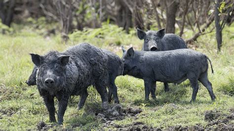 Would you serve feral pig at the dinner table? The game meat industry ...