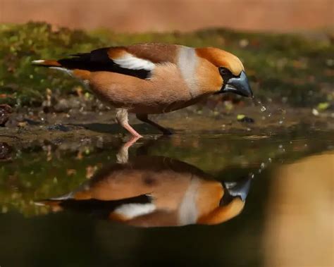 Hawfinch - Facts, Diet, Habitat & Pictures on Animalia.bio