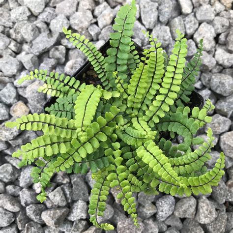 Asplenium trichomanes - Maidenhair Spleenwort (3.5" Pot) | Little Prince To Go