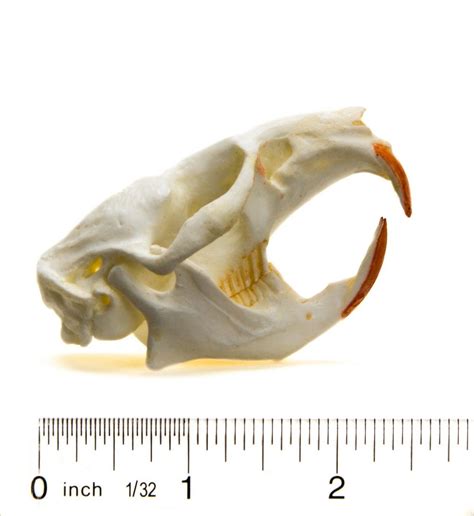 Muskrat Skull Replica