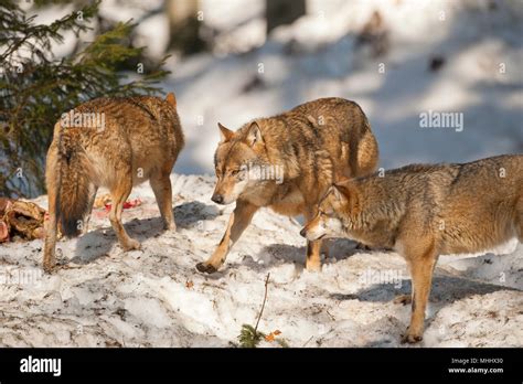 Grey wolf on the snow background Stock Photo - Alamy