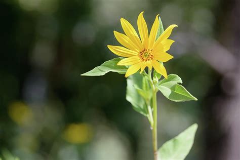 Jerusalem Artichoke Flower Photograph by Alain De Maximy | Fine Art America