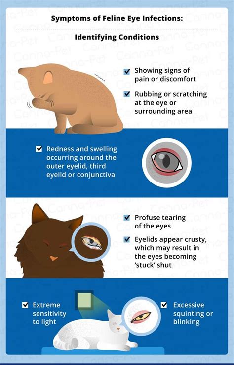 Kitten Eye Infection Home Remedy