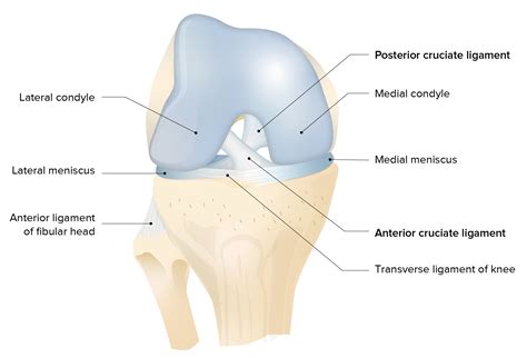 Knee Joint: Anatomy | Concise Medical Knowledge