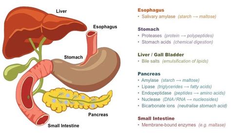 Chemical Digestion | BioNinja | Teaching biology, Endocrine system ...