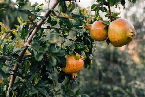 "Pomegranate Tree" by Stocksy Contributor "María Barba" - Stocksy