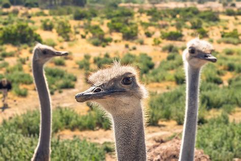 What Are The Differences Between An Emu And An Ostrich? - WorldAtlas