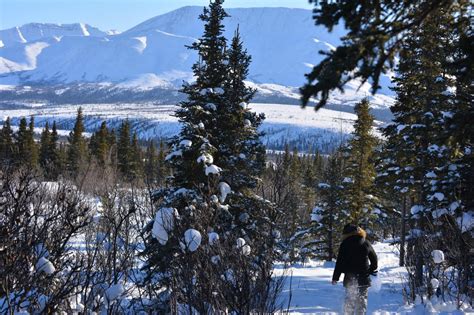 Denali Winter Drive Adventure | Guided Tour from… | ALASKA.ORG