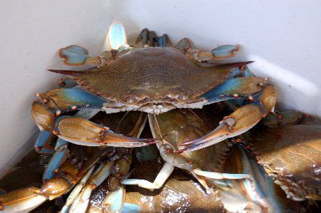 Louisiana blue crab catch Terrebonne Parish, Cooking Crab, Blue Crabs ...