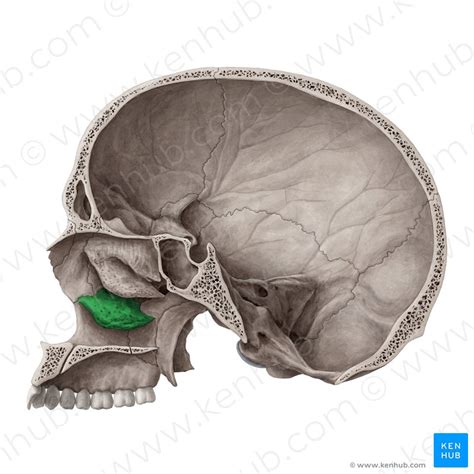 Inferior nasal concha: Anatomy, definition, development | Kenhub