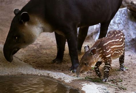 Photos: Baby zoo animals