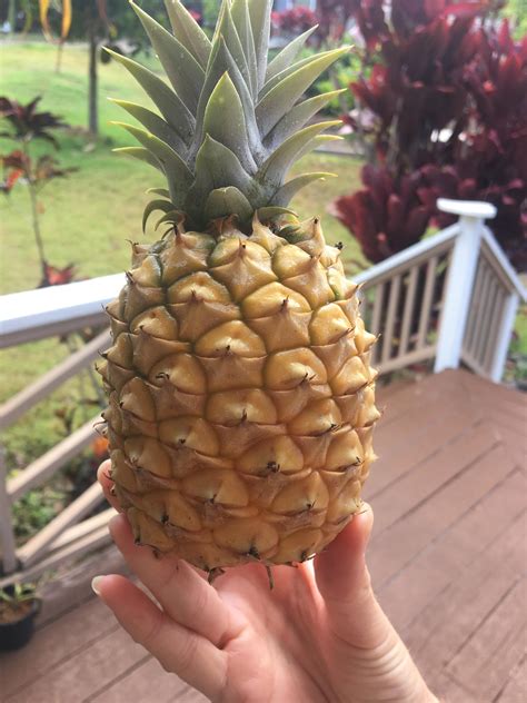 Our first Pineapple! It took just over three years to grow from a ...