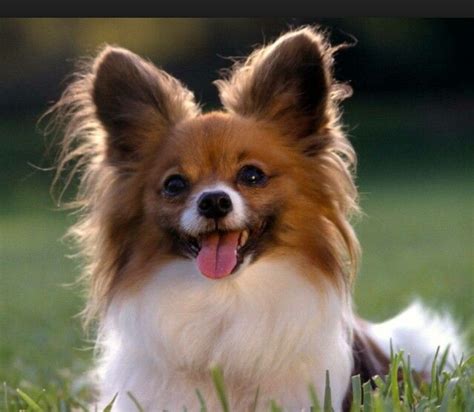 CUTE long haired chihuahua . Cutest Small Dog Breeds, Best Small Dogs, Cute Small Dogs, Best ...