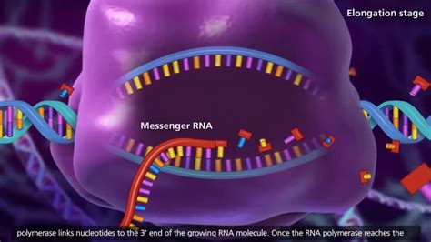 DNA transcription and translation (animation) - YouTube