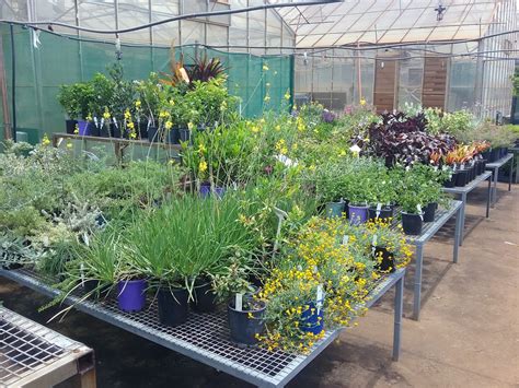 Grab a bargain at the Nardoo Nursery Mega Plant Sale – Bundaberg Now