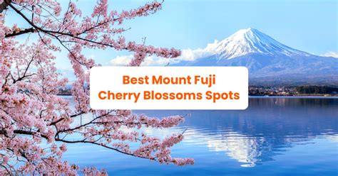 When & Where to See Cherry Blossoms Near Mt. Fuji this 2024 - Klook ...