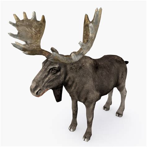 Moose type 02 3D model - TurboSquid 1469928