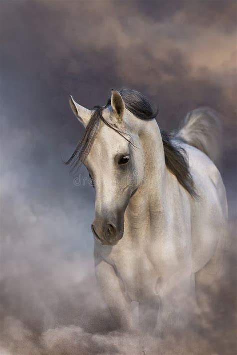 Grey arabian horse stock photo. Image of stallion, play - 197701458