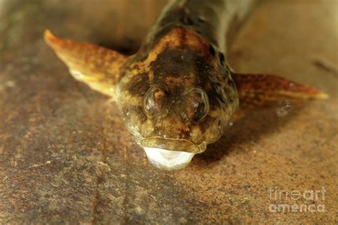 Bullhead Photograph by Dr Keith Wheeler/science Photo Library - Fine ...