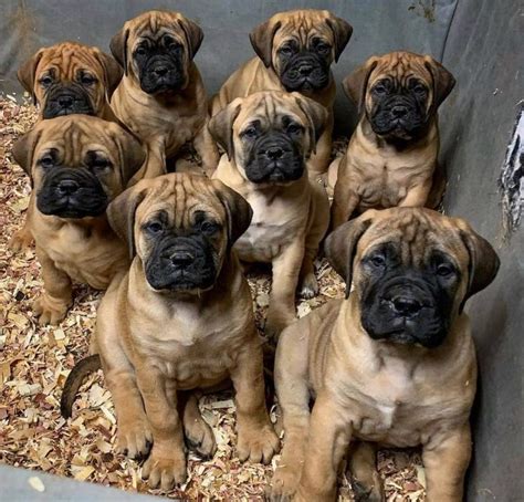 Bullmastiff Puppies Behavior And Characteristics In Different Months Until One Year