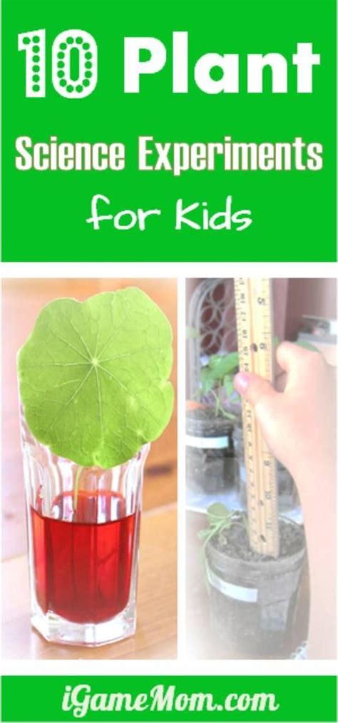 10 Plant Science Experiments for Kids | Plants science experiments, Science experiments kids ...