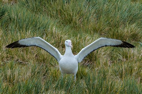 The Wandering Albatross Is A Large Seabird From The Family Diomedeidae Which Has A Circumpolar ...