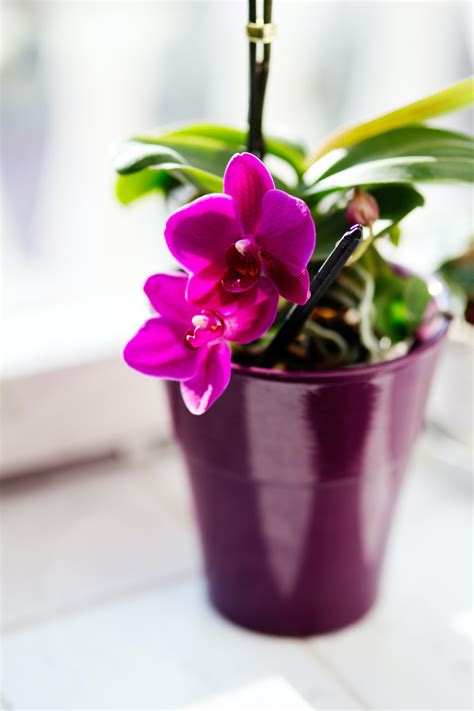 Pink orchid · Free Stock Photo